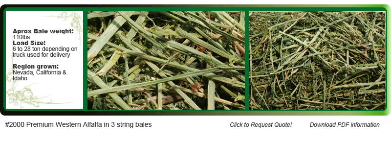premium western alfalfa in 3 string bales