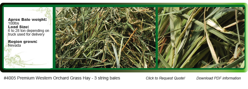 premium western orchard grass hay for sale